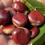 Chestnut Roasting | Fante's Kitchen