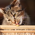 Homemade Cat Treats - Lucy's Pet Care DIY Pet Snacks