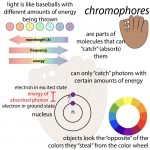 Chromophores – β-carotene, chlorophyll – The Bumbling Biochemist