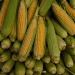 If Corn Were an Italian Vegetable… | jovina cooks