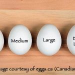 Egg Size and Weight – An international guide with egg size comparison chart