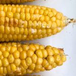 Microwave Corn on the Cob in Husk - No Messy Silk! - The Dinner-Mom