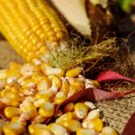Can You Microwave Corn On The Cob To Make Popcorn? – Microwave Meal Prep