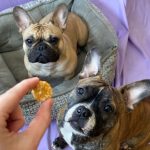 DIY Sweet Potato Dog Treats | Peace, Love, and Frenchie Farts