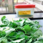 Tuesday Tip | How to Dry Fresh Coriander Leaves in the Microwave Method |  Fresh Coriander Leaves Powder – Mad About Cooking