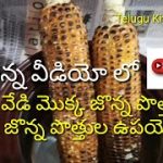 మొక్క జొన్న పొత్తుల ఉపయోగాలు#Uses of corn,sweet corn#Telugu Kitchen Tips# -  YouTube