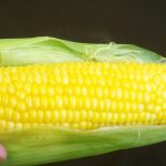 No-peel, Microwave, Corn on the Cob! AKA: the best trick ever! ⋆ Exploring  Domesticity