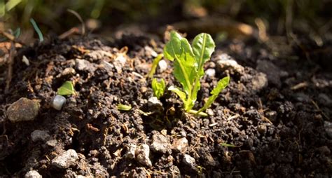 Super Soil for Cannabis Growth