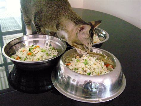 Understanding Specialized Cat Food: Renal Support and High-Calorie Options